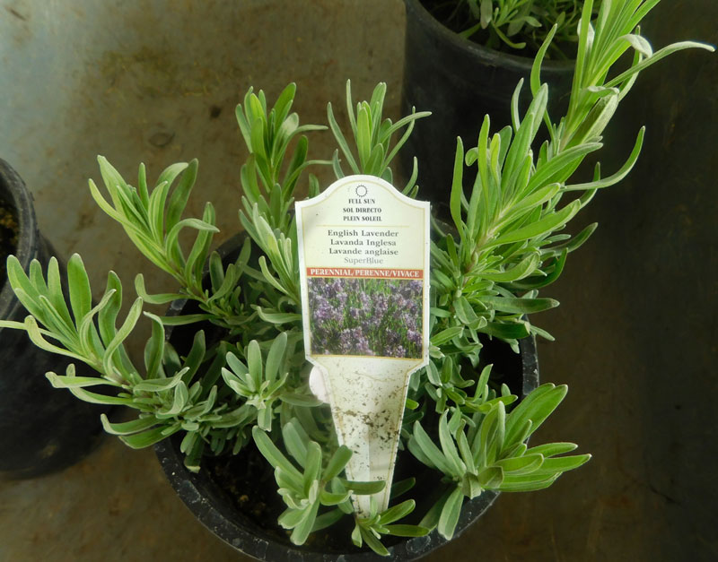 Lavender Farming for $$ 800eng10
