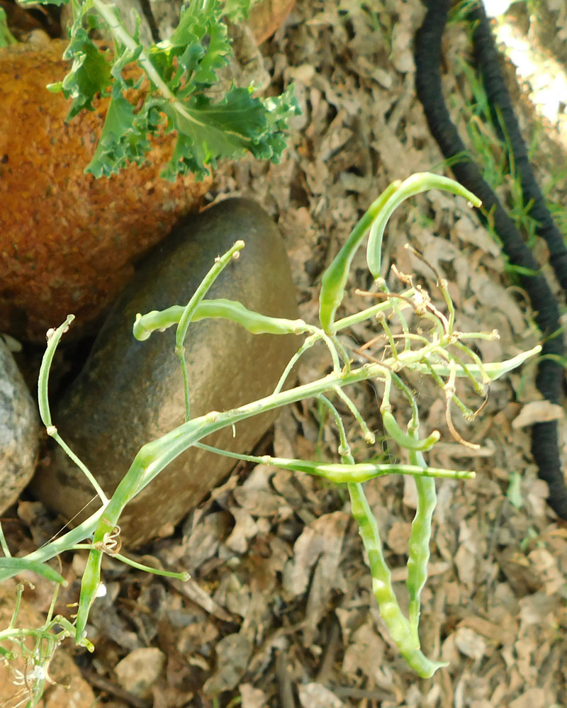 Saving Kale Seeds Kalese10