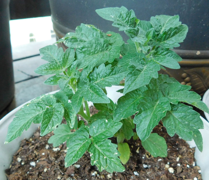 Tomato babies Orange11