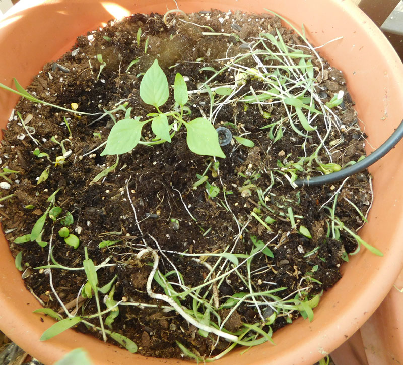 OG Living Mulch Experiment Pepper11