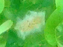 Puff Ball Bush??? Puffba15
