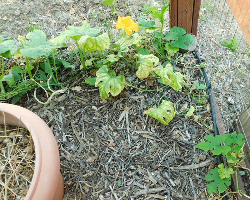 can you prune a pumpkin plant? Pumpki11