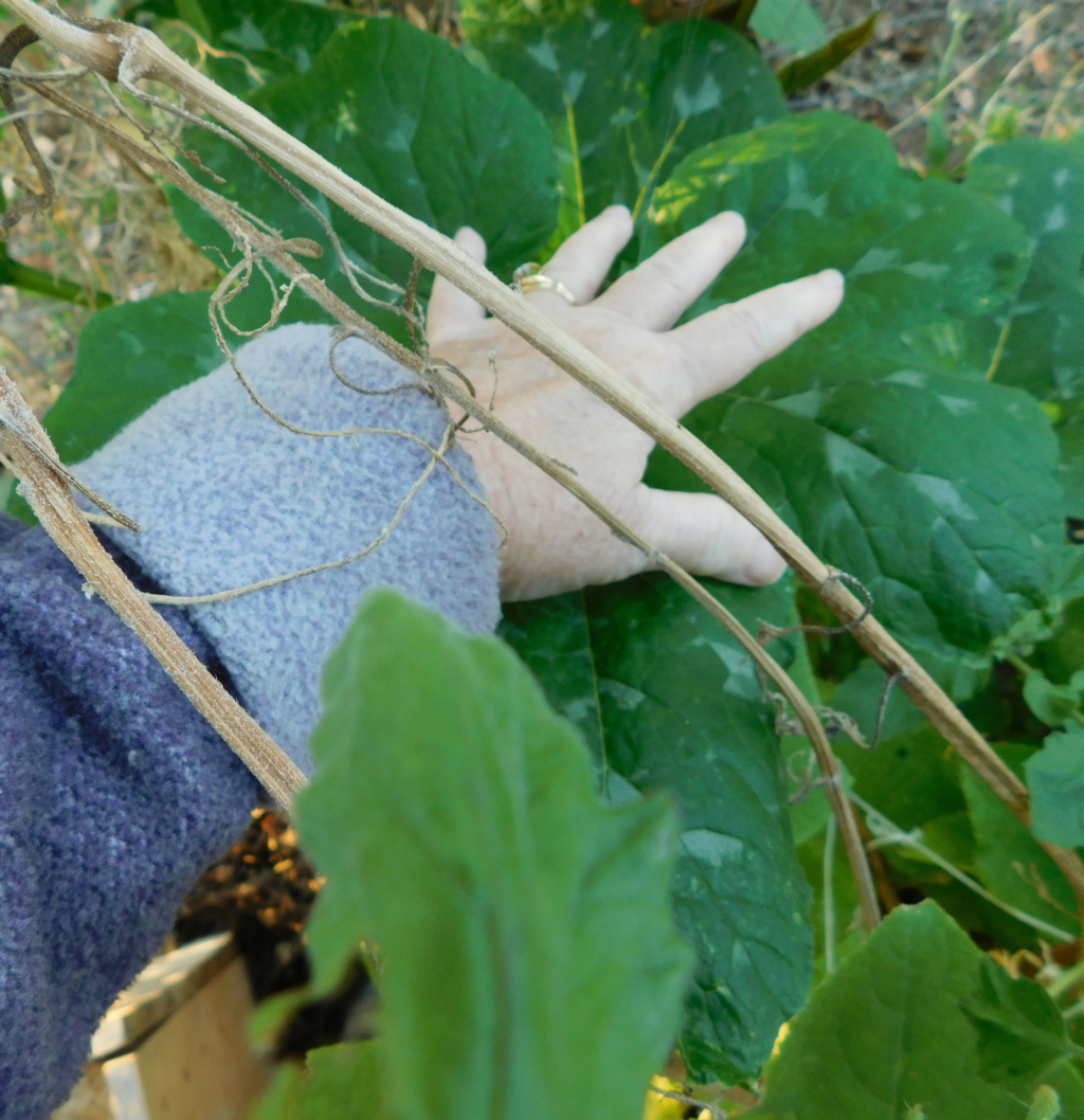 can you prune a pumpkin plant? Pumpki13
