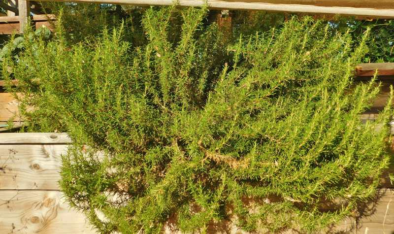 Rosemary -- What do you do with it? Rosema12