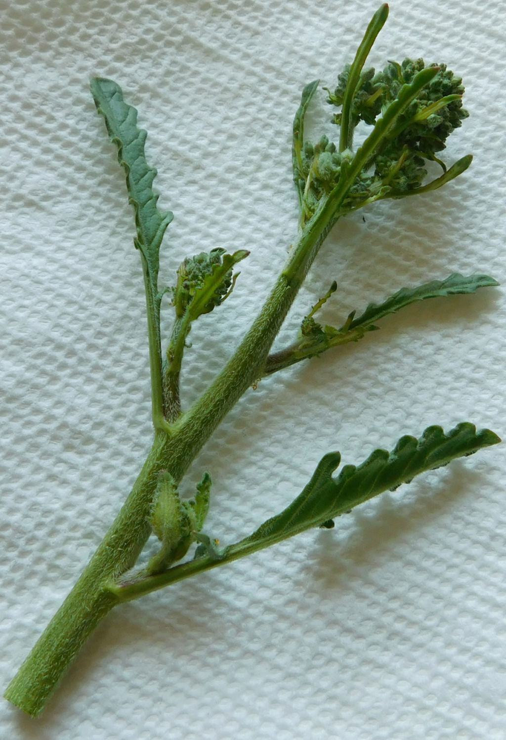 Wild Sprouting Broccoli? Wildbr10