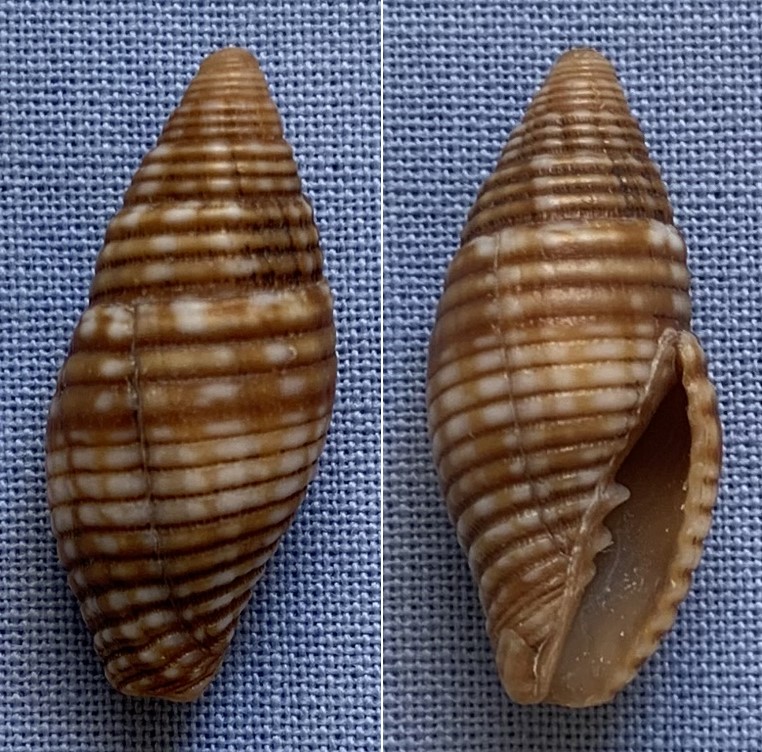 Pseudonebularia proscissa (Reeve, 1844) 22mm_m10