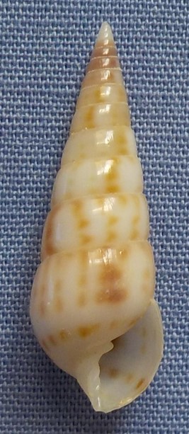 Pyramidella_sulcata - (A. Adams_1854) 22mm_p10