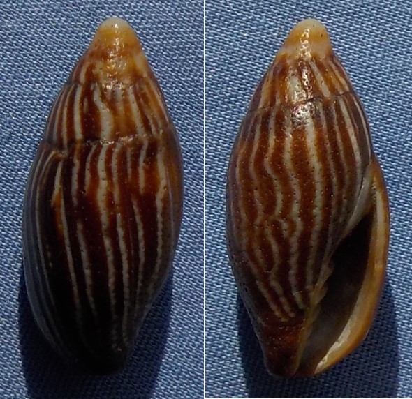 Strigatella paupercula (Linnaeus, 1758) 24_5mm10