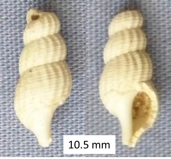Coquille fossile (Burdigalien / Aquitanien) à identifier (2) Coquil11