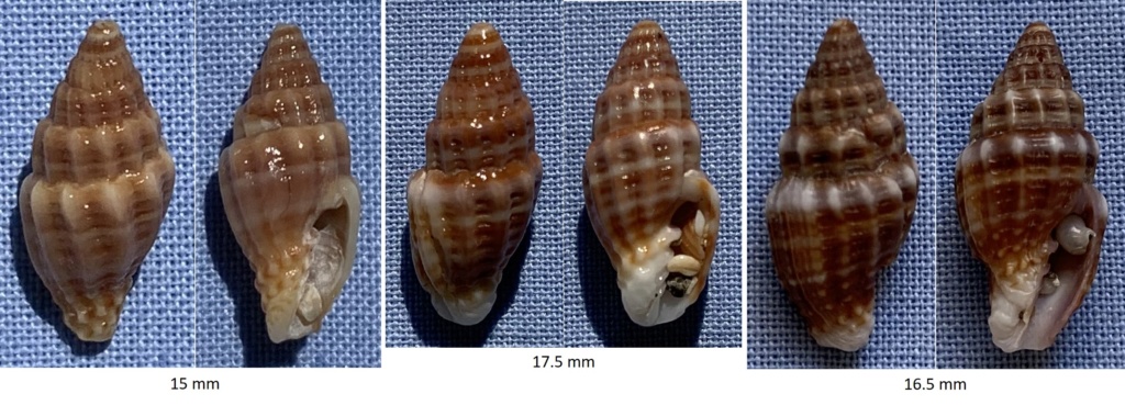 Costellaridae de Taiwan à identifier Costel10