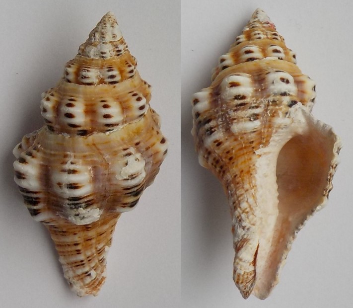 Latirus polygonus - (Gmelin, 1791) Latiru10