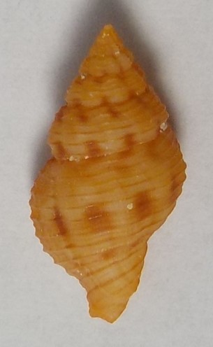 Pollia wagneri - (Anton, 1838)  Pollia10