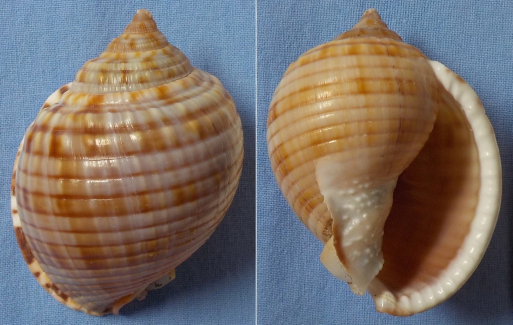 Semicassis undulata (Gmelin, 1791)	 Semica11