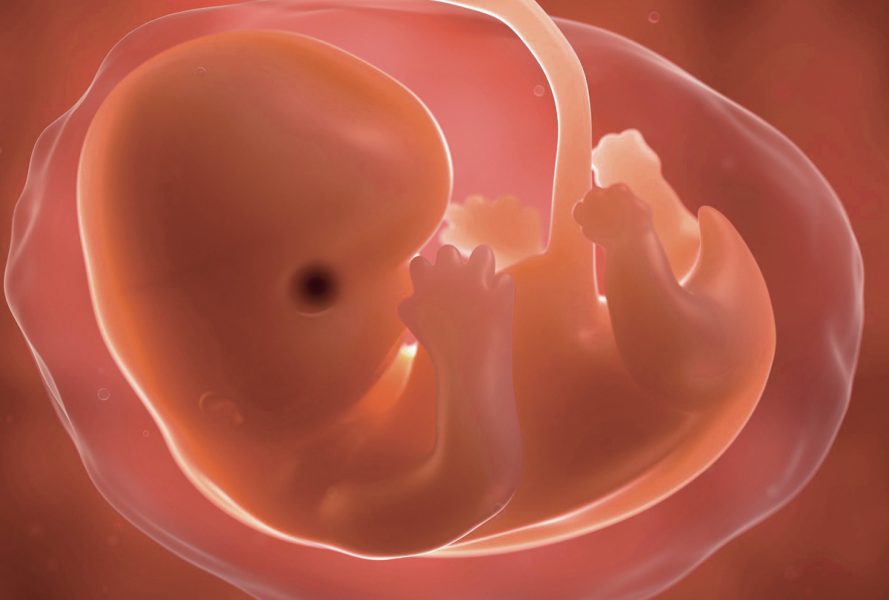 L'embryon est un OVNI : objet vivant non identifié Rlb-8811