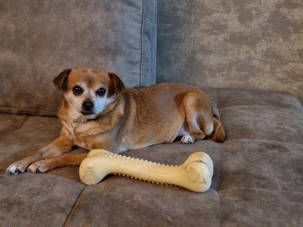 MERRY - femelle croisée de taille mini, 5 kg, née en 2013 (PASCANI) - Adoptée par Nemo et Roussy (Belgique) - Page 3 20240215