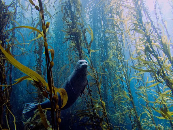 Connaissez-vous le "grand kelp" ??? 14010