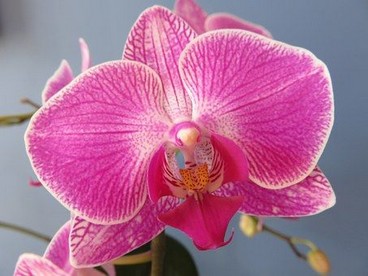 La légende érotique de l'orchidée 4bf27d10