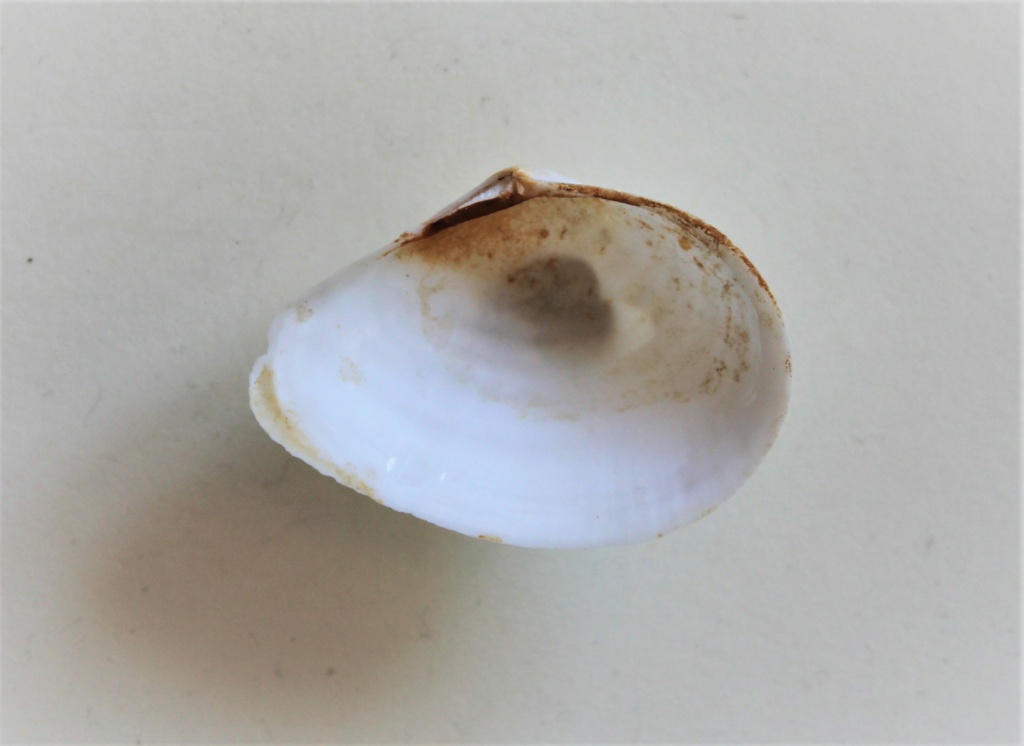 Austromacoma nymphalis  (Lamarck 1817) Img_0615
