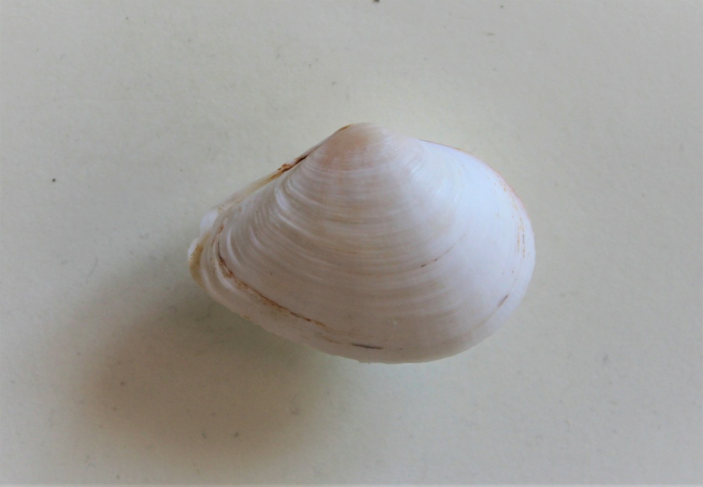 Austromacoma nymphalis  (Lamarck 1817) Img_0616