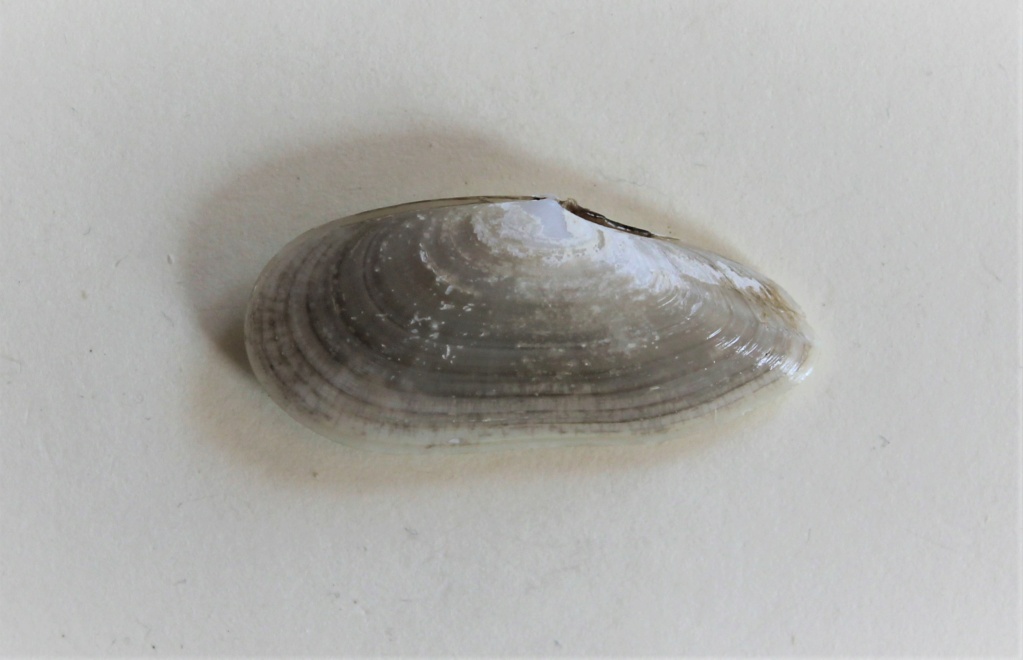 Ardeamya petitiana (d'Orbigny 1846) Img_0628
