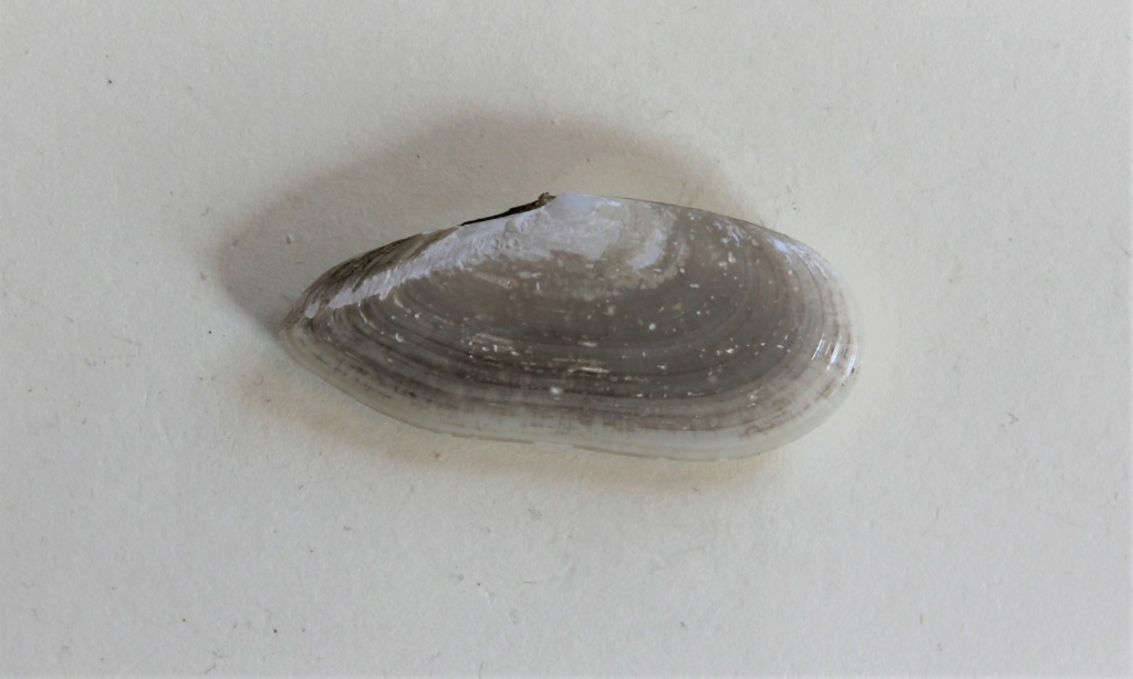Ardeamya petitiana (d'Orbigny 1846) Img_0629
