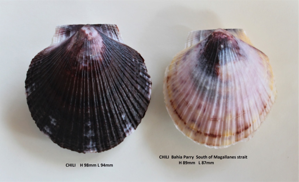 Austrochlamys natans - (Philippi, 1845) Img_9013