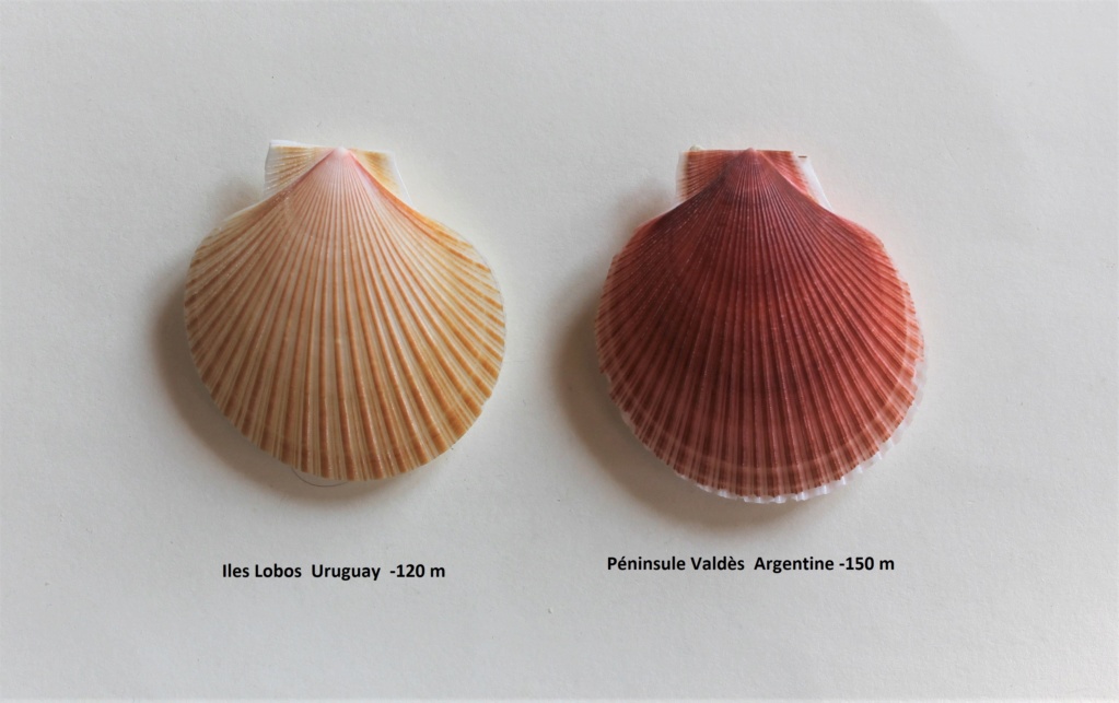 Zygochlamys patagonica - (P. P. King, 1832) Img_9119