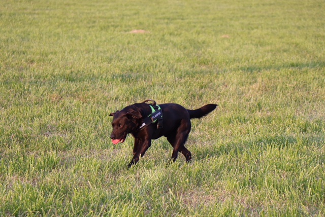 BROWNIE, Mâle x labrador (15/02/2013) - Page 2 57587910