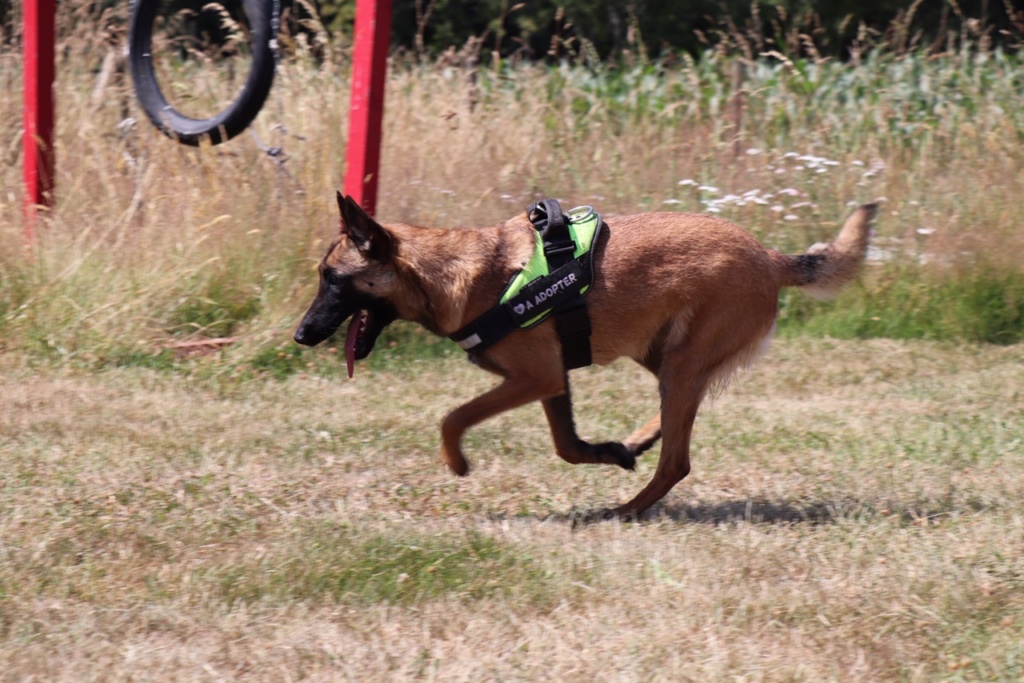 OTSOA, Femelle Berger belge malinois (10/01/2018) 93766110