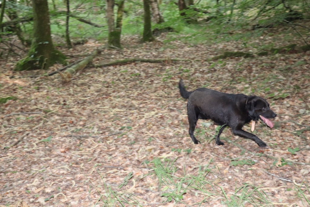 BROWNIE, Mâle x labrador (15/02/2013) - Page 3 Img_1616