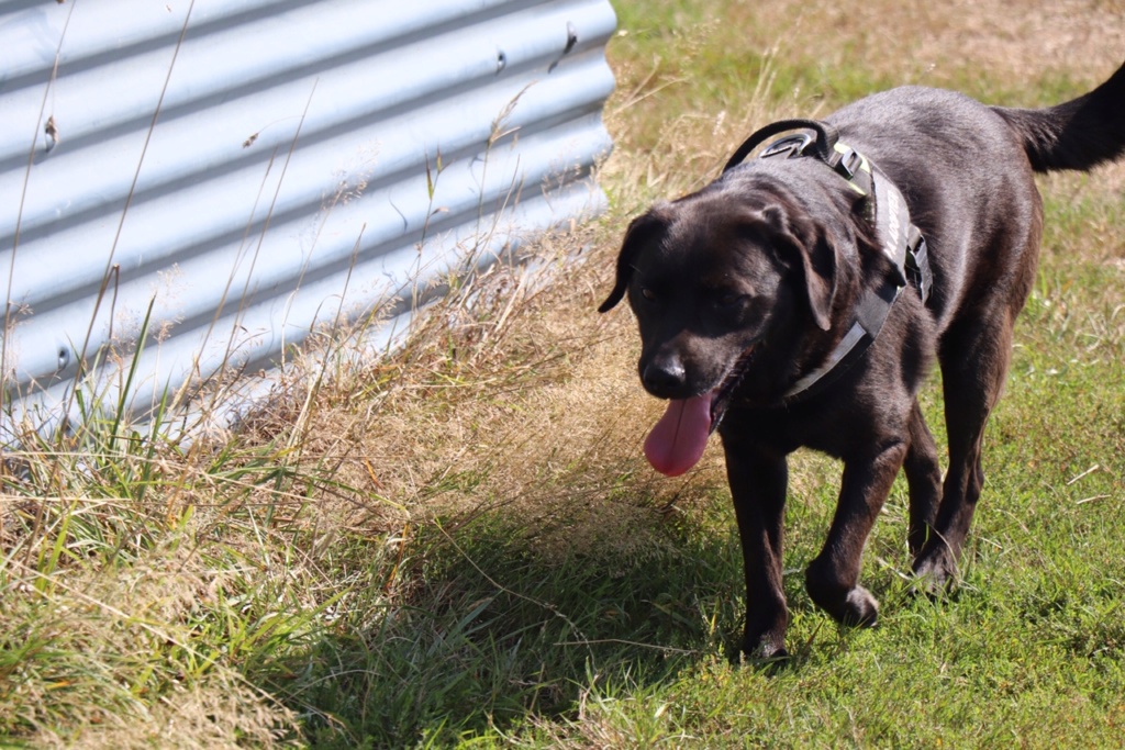 BROWNIE, Mâle x labrador (15/02/2013) - Page 3 Img_1911