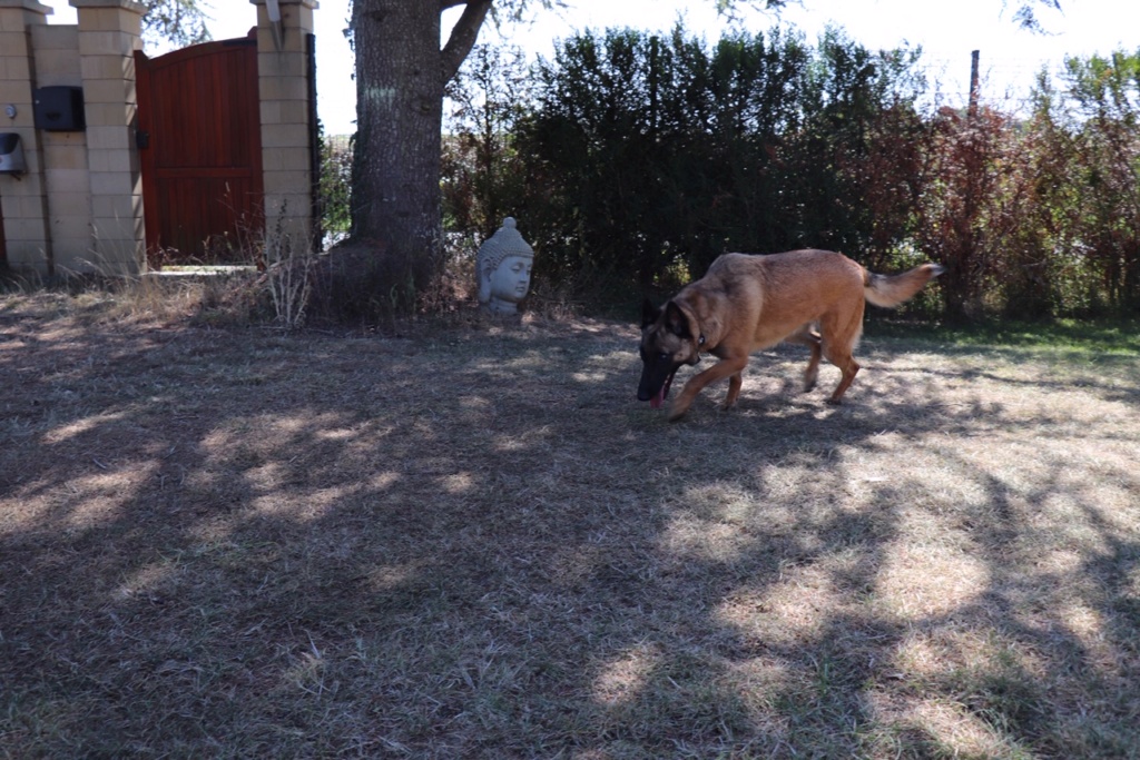 OTSOA, Femelle Berger belge malinois (10/01/2018) Img_2113