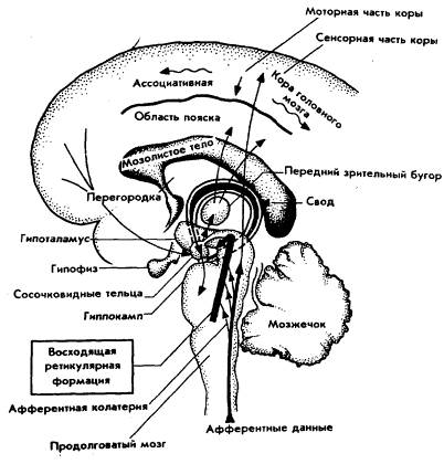 04.02. МОЗГ ФИРМЫ Bir02410