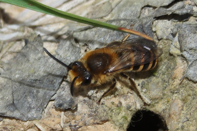 Colletes hederae ? Colett10