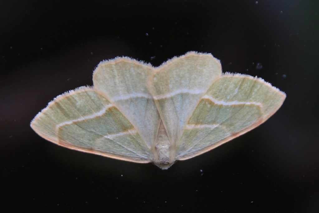 Geometridae à identifier : Campaea margaritata Img_2510