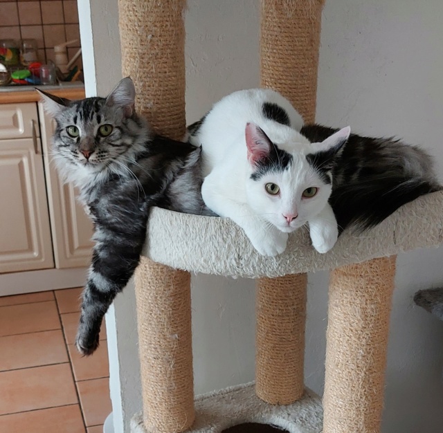 [Coup de Projecteur - DOUBLE ADOPTION  ASHA à adopter avec KINGSTON (ANOKI - ANABA adoptés) 20220910