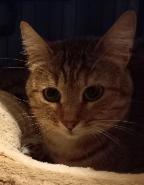 [JOURNEE ADOPTION] SAMEDI 4 JANVIER 2025 : CANI'CAT Sorisa11