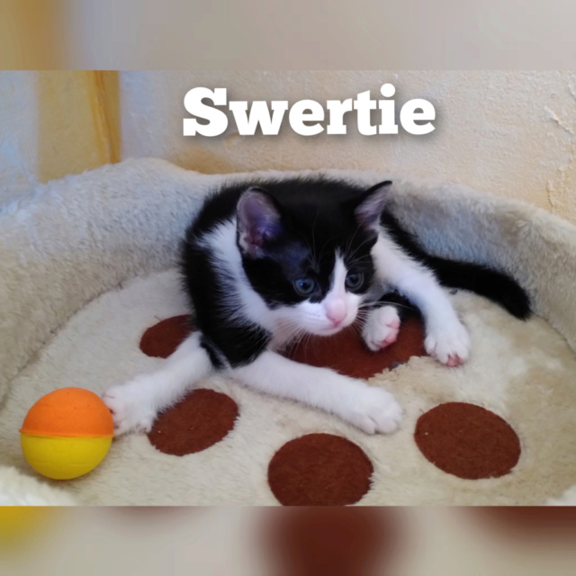 SWERTIE - SUREAU - ZINNIA - TRINIE  Swerie10