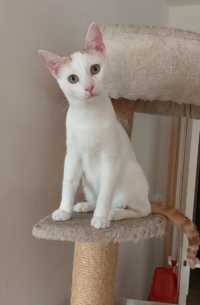 [ADOPTIONS] SAMEDI 11 SEPTEMBRE 2021 : AU PARFAIT JARDINIER Taoh10