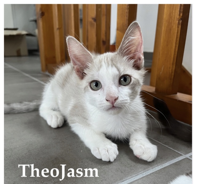  [ADOPTIONS] SAMEDI 27 AOUT 2022 : TRUFFAUT CENTRE VILLE  Thejas10