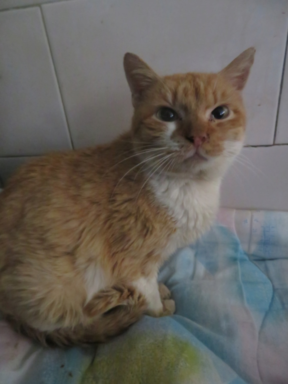 ABRICOT - chat mâle, né environ en mai 2018 - REMEMBER ME LAND - En FA chez Joan (42) - adopté par Emma (42)  Abrico10