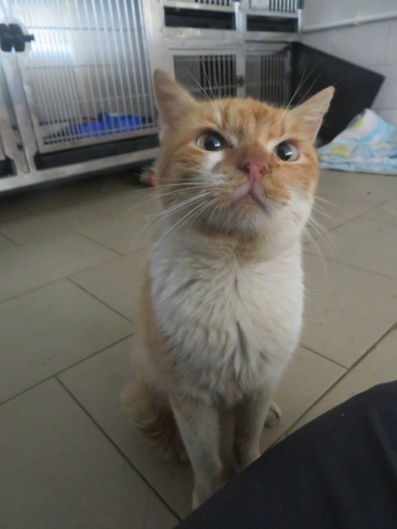 ABRICOT - chat mâle, né environ en mai 2018 - REMEMBER ME LAND - En FA chez Joan (42) - adopté par Emma (42)  Abrico13
