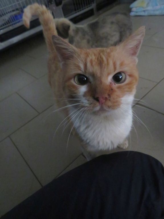 ABRICOT - chat mâle, né environ en mai 2018 - REMEMBER ME LAND - En FA chez Joan (42) - adopté par Emma (42)  Abrico14