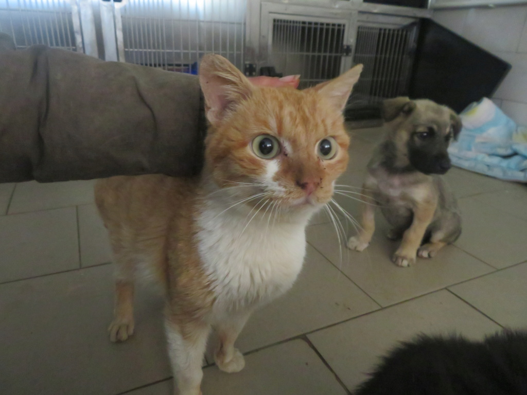ABRICOT - chat mâle, né environ en mai 2018 - REMEMBER ME LAND - En FA chez Joan (42) - adopté par Emma (42)  Abrico15