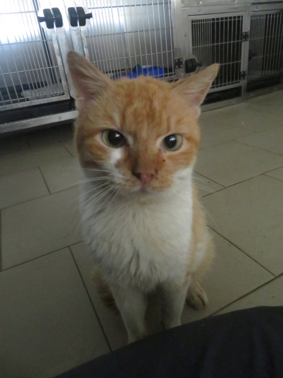 ABRICOT - chat mâle, né environ en mai 2018 - REMEMBER ME LAND - En FA chez Joan (42) - adopté par Emma (42)  Abrico16
