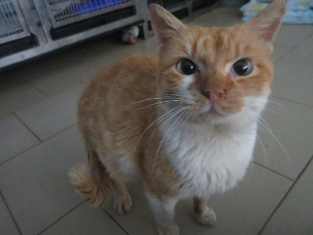 ABRICOT - chat mâle, né environ en mai 2018 - REMEMBER ME LAND - En FA chez Joan (42) - adopté par Emma (42)  Abrico17