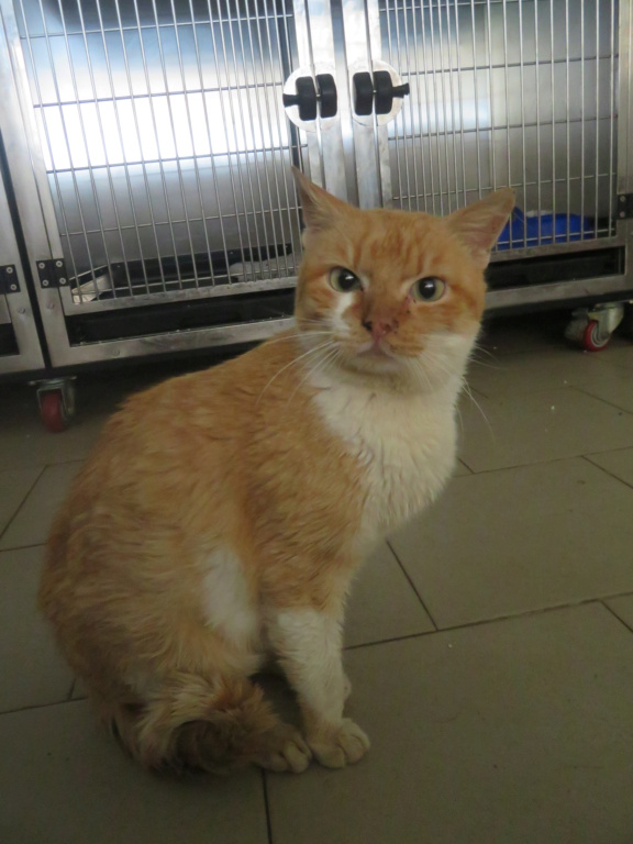 ABRICOT - chat mâle, né environ en mai 2018 - REMEMBER ME LAND - En FA chez Joan (42) - adopté par Emma (42)  Abrico18