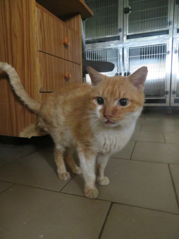 ABRICOT - chat mâle, né environ en mai 2018 - REMEMBER ME LAND - En FA chez Joan (42) - adopté par Emma (42)  Abrico20