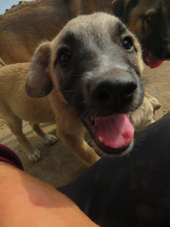 SHELDON (ex ADONIS) - chiot mâle, de taille moyenne à l'âge adulte - né environ en mai 2021 - adopté par Hélèna (37) Adonis12