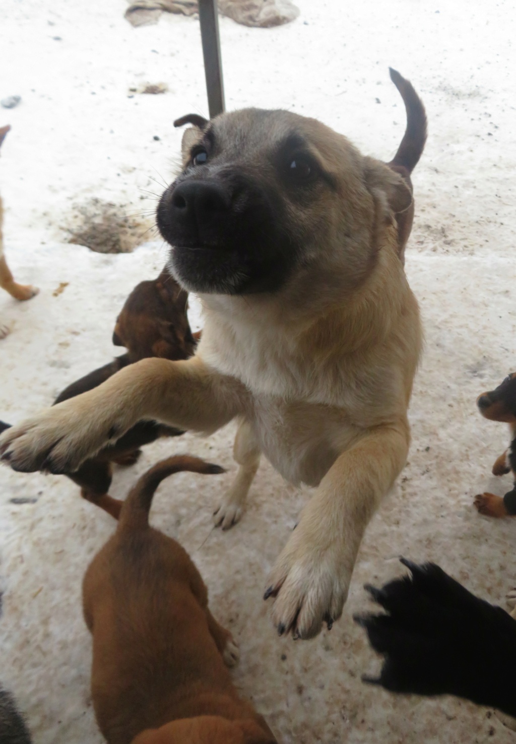 SHELDON (ex ADONIS) - chiot mâle, de taille moyenne à l'âge adulte - né environ en mai 2021 - adopté par Hélèna (37) Adonis25